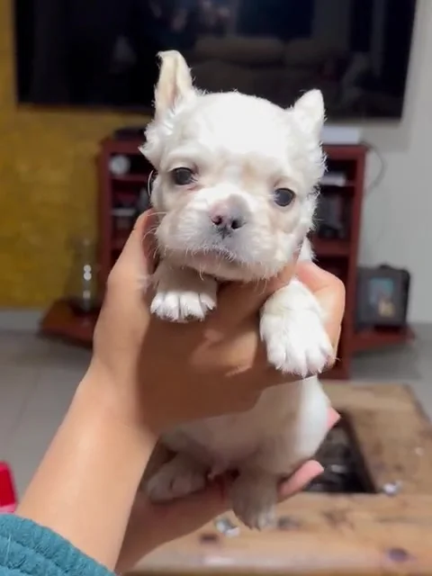 Hembra bulldog francés de pelaje claro mirando de frente, fotograma del video real