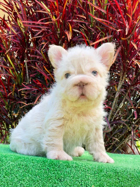 Hembra bulldog francés Fluffy de pelaje crema sentada sobre césped, fotografía real proporcionada por el propietario