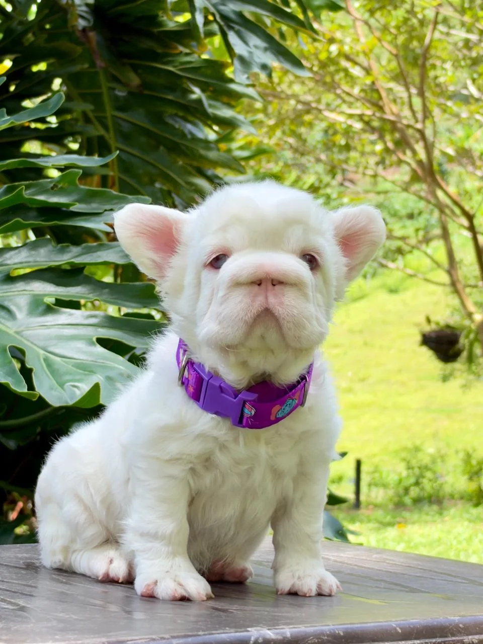 Hembra bulldog francés Pink de pelaje blanco crema y collar violeta en un jardín, fotografía real del propietario