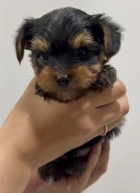 Yorkshire Terrier macho 1 de frente, fotograma de su video real