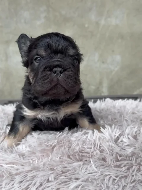 Bulldog francés Blue de frente, fotografía extraída del video real