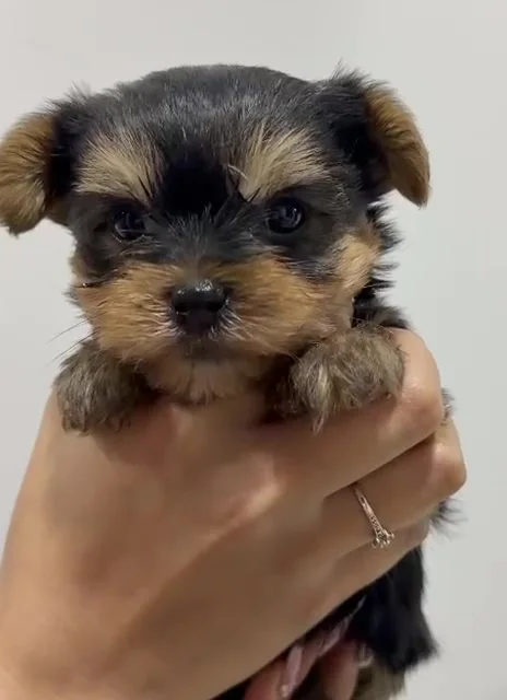 Yorkshire Terrier macho 2 de frente, fotograma de su video real